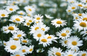 Margherite protagoniste primaverili della Piana di Albenga