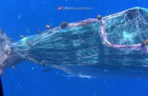 Oggi è la Giornata del mare e della cultura marinara | Video