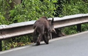 Alture Sori, urtano cinghiale con l’auto. Volo di 30 metri: tre giovani feriti
