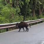 Corso Europa, moto contro cinghiale: motociclista al San Martino