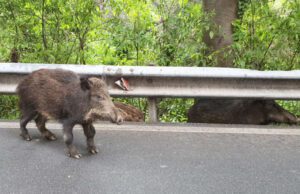 Grave incidente: cinghiali in autostrada A7 Genova-Milano Grave incidente: cinghiali in autostrada A7 Genova-Milano