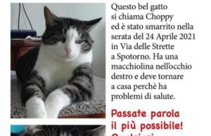 Appello per il gatto Choppy, scomparso a Spotorno