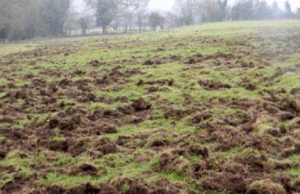 Recco, danni da fauna selvatica: ci sono i contributi