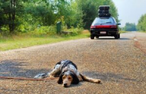 Campagna contro l’abbandono degli animali da compagnia