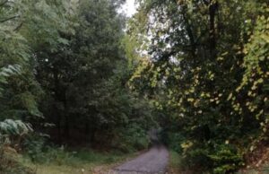 Recco, aree private: tagliare alberi malconci e flora incolta