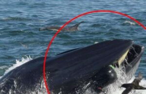 Balena inghiotte pescatore di aragoste, poi lo rigetta fuori
