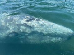 Wally, la balena grigia dal destino avverso volge al peggio