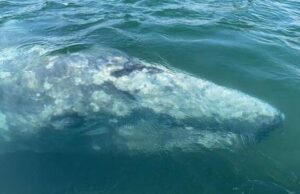 Wally, la balena grigia dal destino avverso volge al peggio