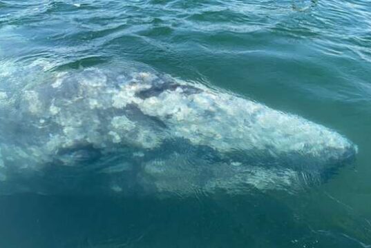 Wally, la balena grigia dal destino avverso volge al peggio
