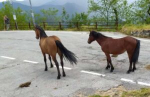 Bargagli, una dozzina di cavalli allo stato brado in giro per il paese