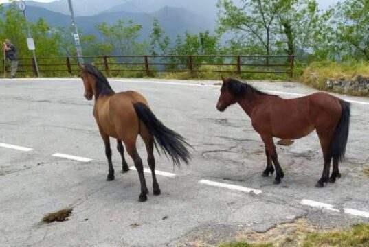 Bargagli, una dozzina di cavalli allo stato brado in giro per il paese