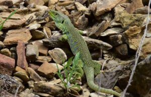 La lucertola ocellata, in Liguria il rettile italiano di maggiori dimensioni