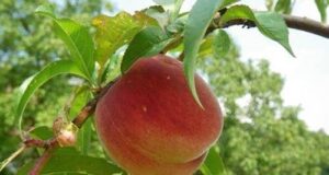 DE.CO. alla pesche di Borghetto