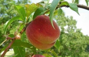 Riconoscimento alle pesche di Borghetto DE.CO. alla pesche di Borghetto