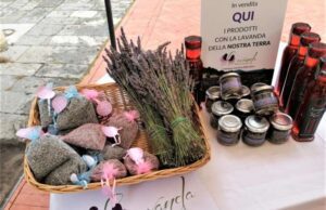 A Imperia eventi per valorizzare la lavanda A Imperia eventi per valorizzare la lavanda
