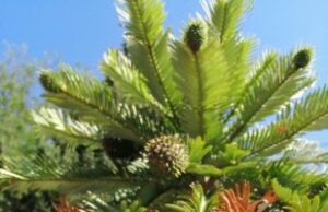 Museo Paleontologico Lai di Ceriale Museo Paleontologico Lai di Ceriale