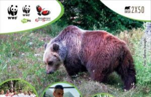 Orso bruno 2 x 50, il WWF cerca aiuto in Abruzzo Orso bruno 2 x 50, il WWF cerca aiuto in Abruzzo