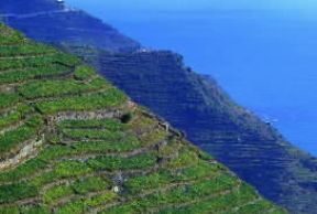 Partito a Finalborgo, corso su coltivazione fronde verdi ornamentali Partito presso Finalborgo, corso sulla coltivazione