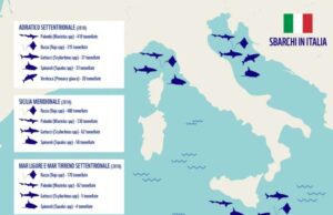 WWF, oggi è la Giornata Mondiale degli squali WWF, Oggi è la Giornata Mondiale degli squali