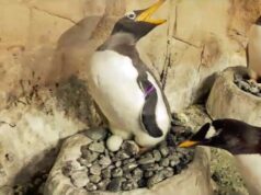 Acquario di Genova: è nato un piccolo pinguino Papua. Visibile al pubblico