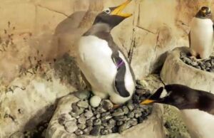 Acquario di Genova: è nato un piccolo pinguino Papua. Visibile al pubblico