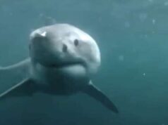 Sui social il video di uno squalo a Bordighera, ma è un fake Sui social il video di uno squalo a Bordighera, ma è un fake