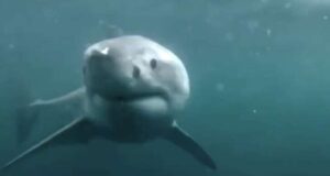 Sui social il video di uno squalo a Bordighera, ma è un fake