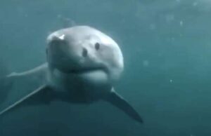 Sui social il video di uno squalo a Bordighera, ma è un fake Sui social il video di uno squalo a Bordighera, ma è un fake