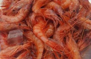 Coldiretti: pesca del gambero, rivedere le norme Coldiretti, pesca del gambero, rivedere le norme