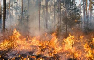 Coldiretti: incendi estivi nel 2021, brucia il Levante ligure Incedi estivi, brucia il levante ligure