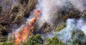 La campagna del WWF per fermare l'emergenza incendi