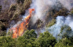 La campagna del WWF per fermare l’emergenza incendi La campagna del WWF per fermare l'emergenza incendi