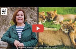 Oggi è la Giornata Mondiale del Leone Oggi è la Giornata Mondiale del Leone