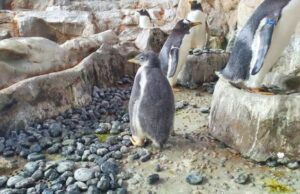 Sono usciti dal nido i Pinguini dell’Acquario Sono usciti dal nido i Pinguini dell'Acquario