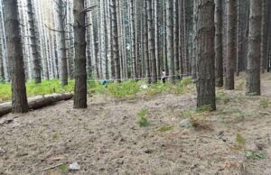 Sgomento per la 20enne aggredita e uccisa da un branco di cani Sgomento per la 20enne aggredita e uccisa da un branco di cani