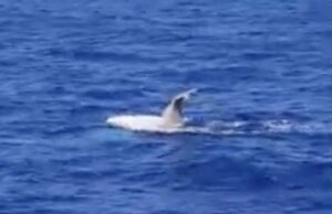 Whale Watching, l’incontro con un capodoglio bianco | Video Whale Watching, l’incontro con un capodoglio bianco