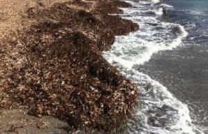 Recco, Spiaggia dei Frati chiusa per togliere la posidonia