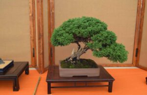 Imperia, arte giapponese in mostra al Festival del Bonsai Ad Andora torna il Festival del Bonsai