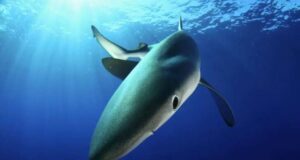Cetacei, nuovo preoccupante report WWF