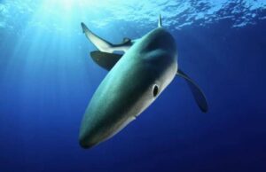 Cetacei, nuovo preoccupante report WWF Cetacei, nuovo preoccupante report WWF