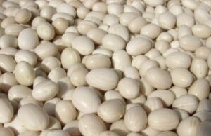 Iniziative del Museo del cibo di Pigna Iniziative del Museo del Cibo di Pigna