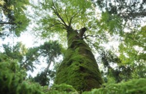Negoziati ONU biodiversità, preoccupato il WWF