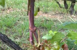 Ungulati verso quota 40.000 in Liguria Ungulati verso quota 40.000 in Liguria