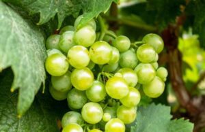 Vendemmia 2021, CIA, ottima qualità delle uve Vendemmia 2021, CIA, ottima qualità delle uve