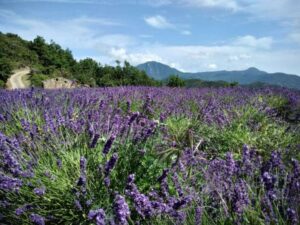 Nuovo appuntamento alla scoperta della Lavanda