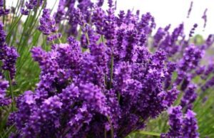 Nuovo appuntamento alla scoperta della Lavanda Nuovo appuntamento alla scoperta della Lavanda
