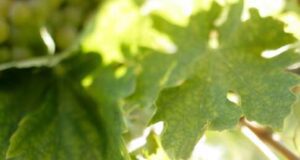 Gavi, Summit Food&Beverage di Pambianco