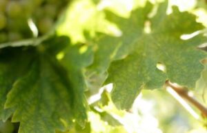 Gavi, summit food&beverage di Pambianco Gavi, Summit Food&Beverage di Pambianco