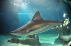 L’Acquario di Genova si prepara per Halloween L’Acquario di Genova si prepara per Halloween