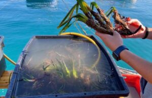 Sestri Levante, all’avvio i lavori sulla diga di Portobello Sestri Levante, all'avvio i lavori sulla diga di Portobello